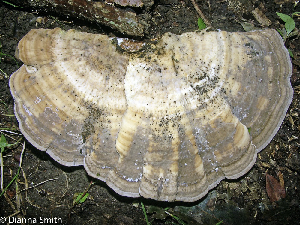 Trametes gibbosa 3622