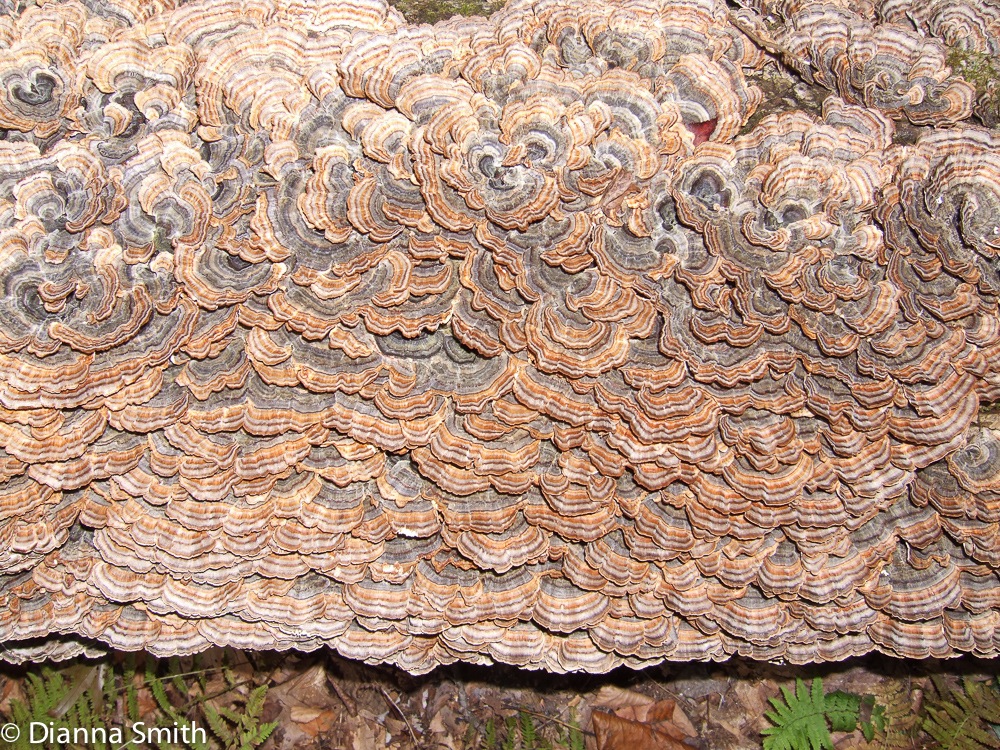 Trametes versicolor10030062