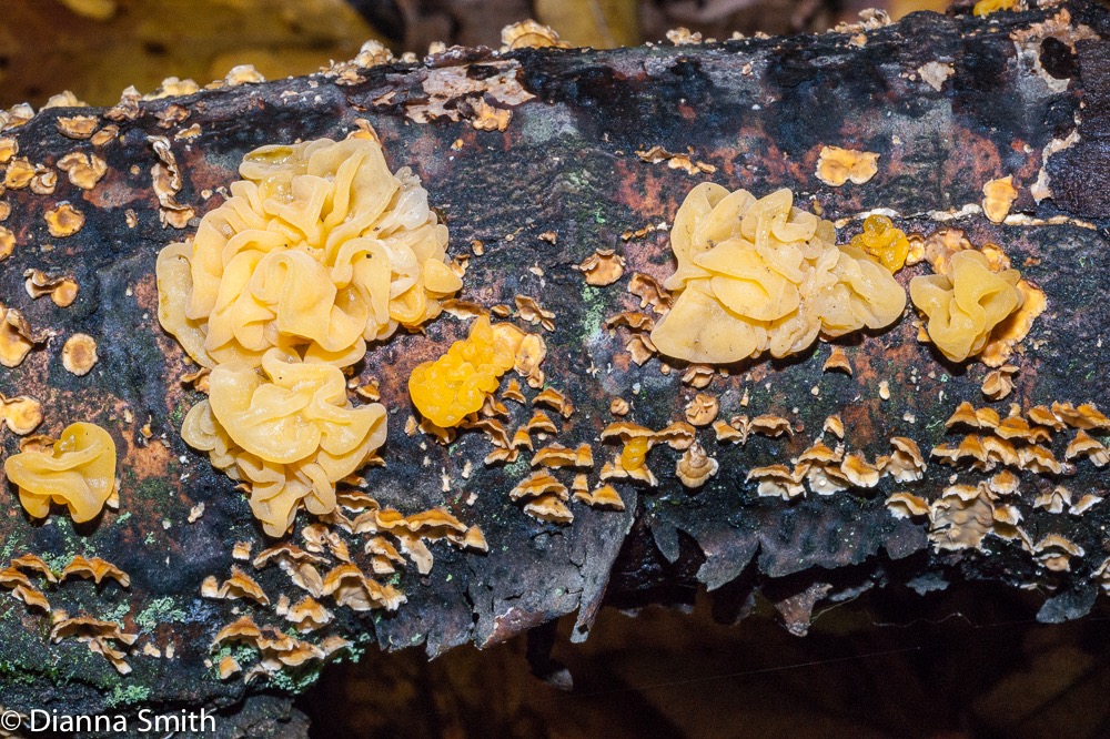 Tremella aurantia04437-1