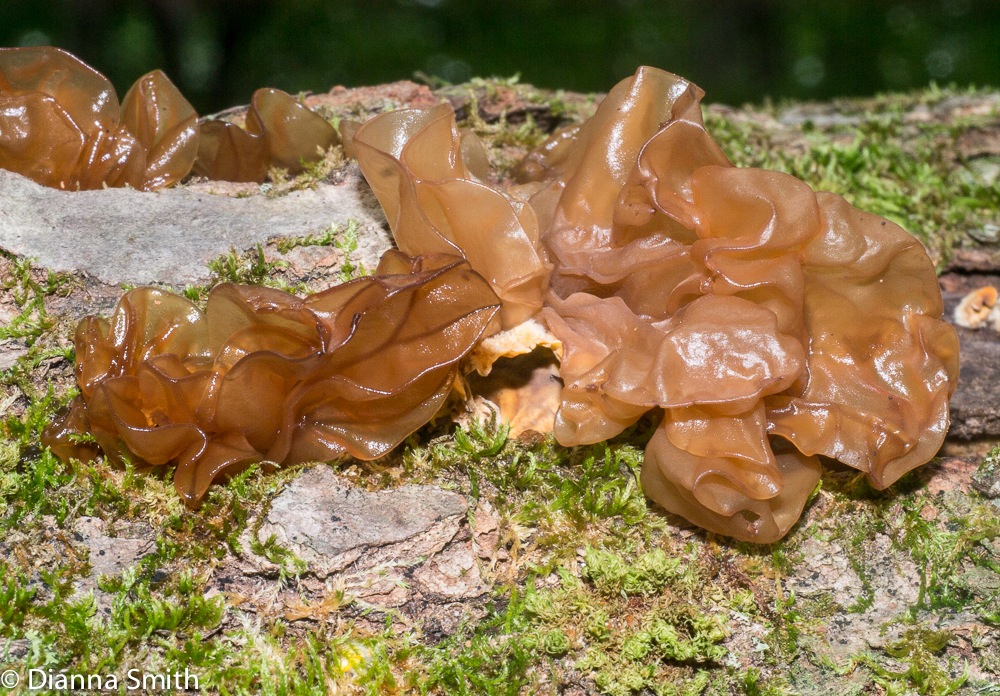 Tremella foliacea1010598