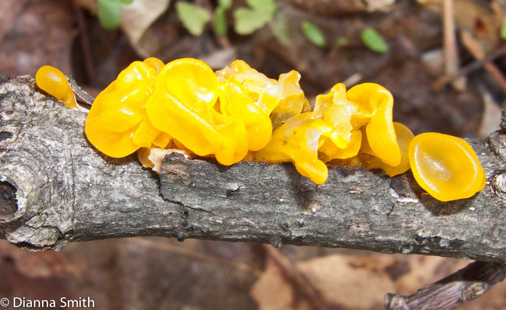 Tremella mesenterica 1656