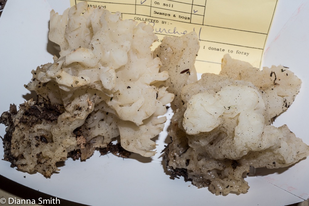Tremella reticulata01591