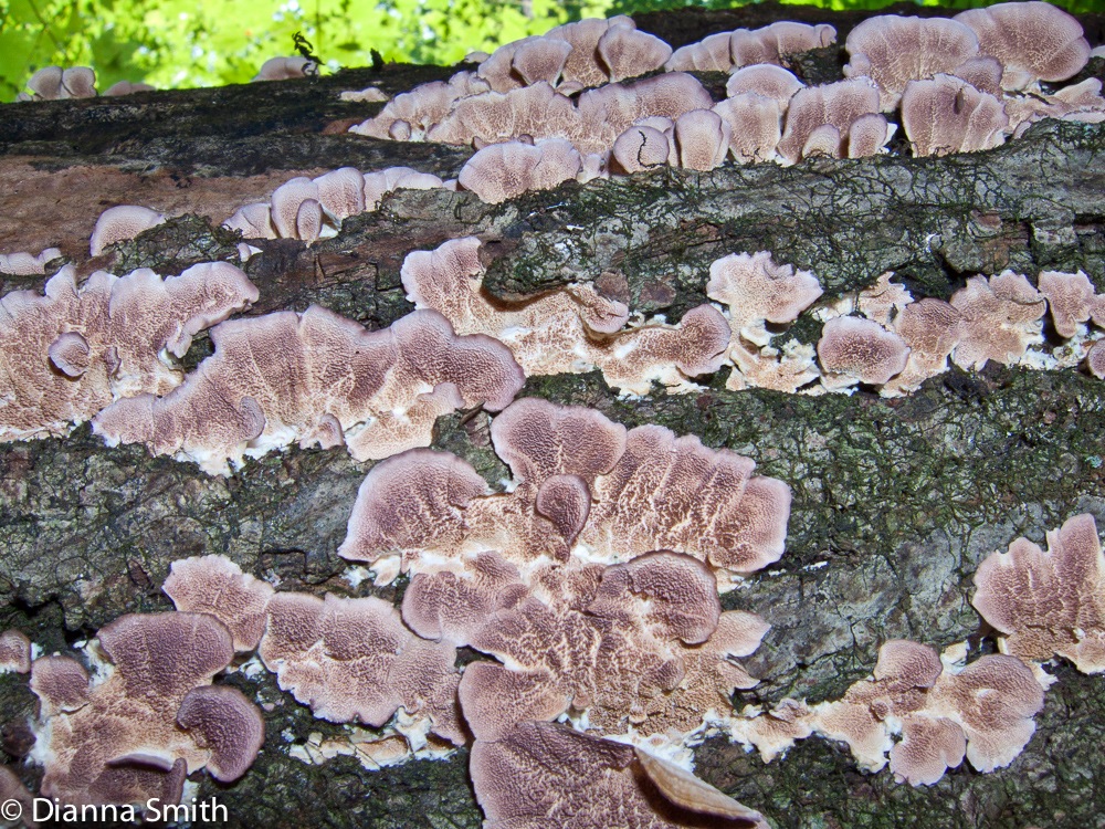 Trichaptum biformis2984