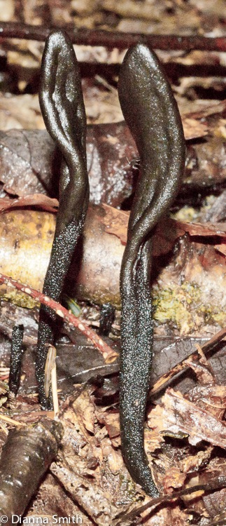 Trichoglossum hirsutum02038