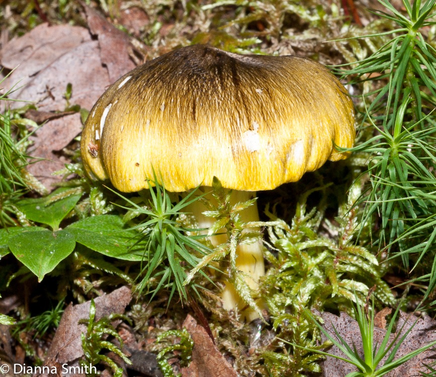 Tricholoma 03440