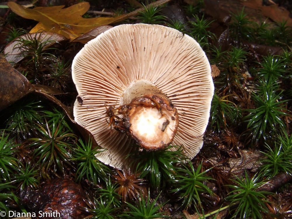 Tricholoma 6744