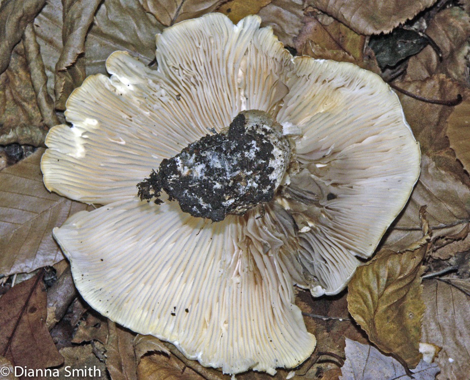 Tricholoma brown gray w cream gills4934