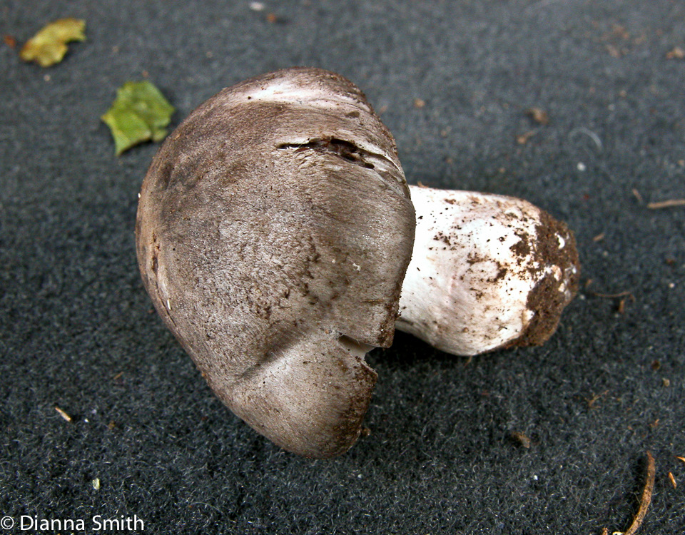 Tricholoma pullum8682
