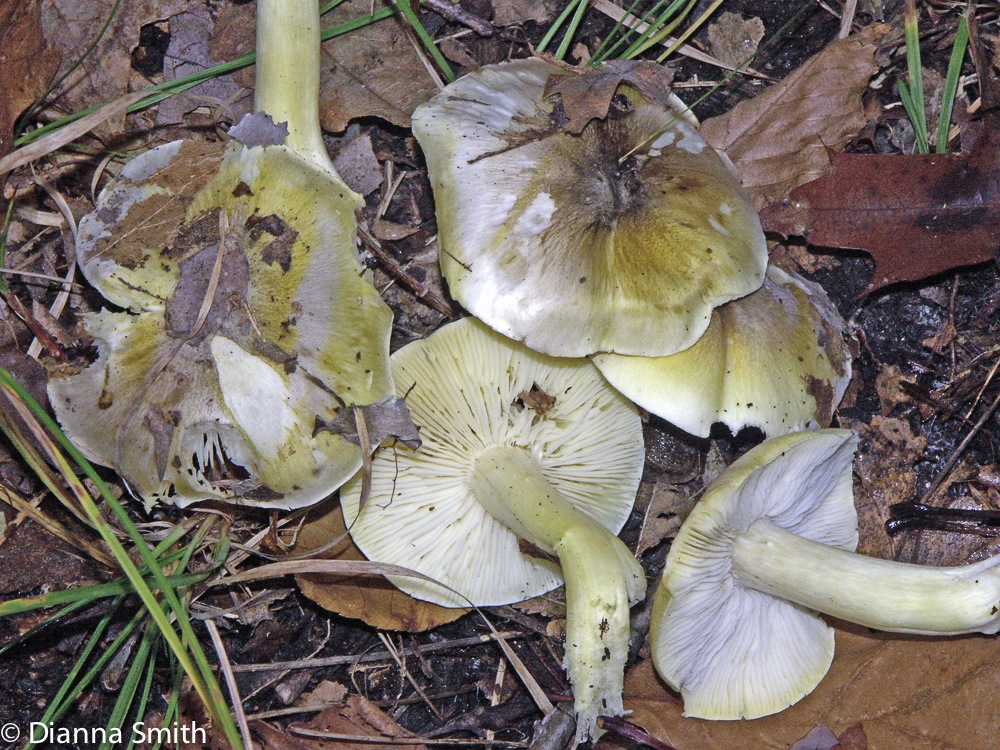 Tricholoma sejunctum4940
