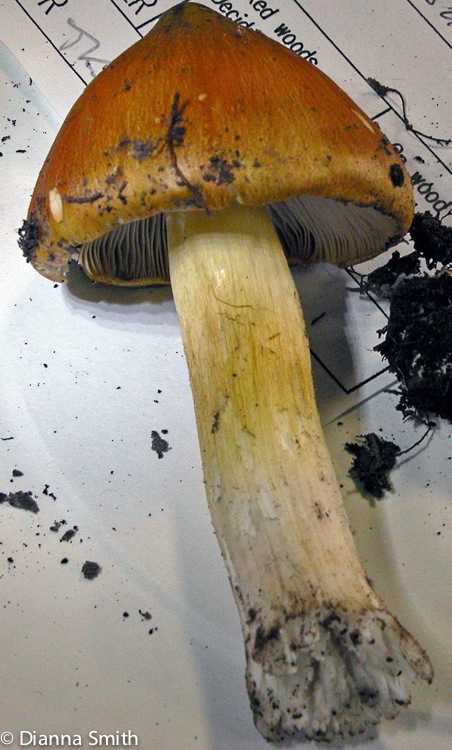 Tricholoma subluteum7801_edited