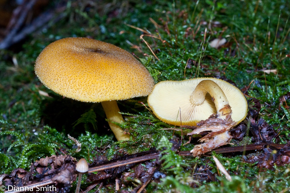 Tricholomopsis decora02705