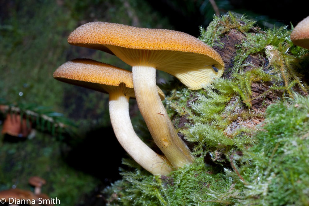 Tricholomopsis decora03333