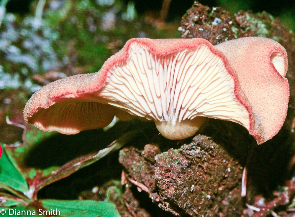 Tricholomopsis decora0334