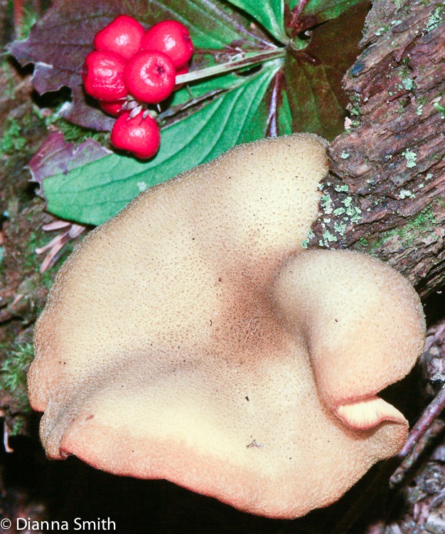 Tricholomopsis decora0336