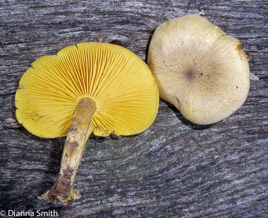 Tricholomopsis decora1010027