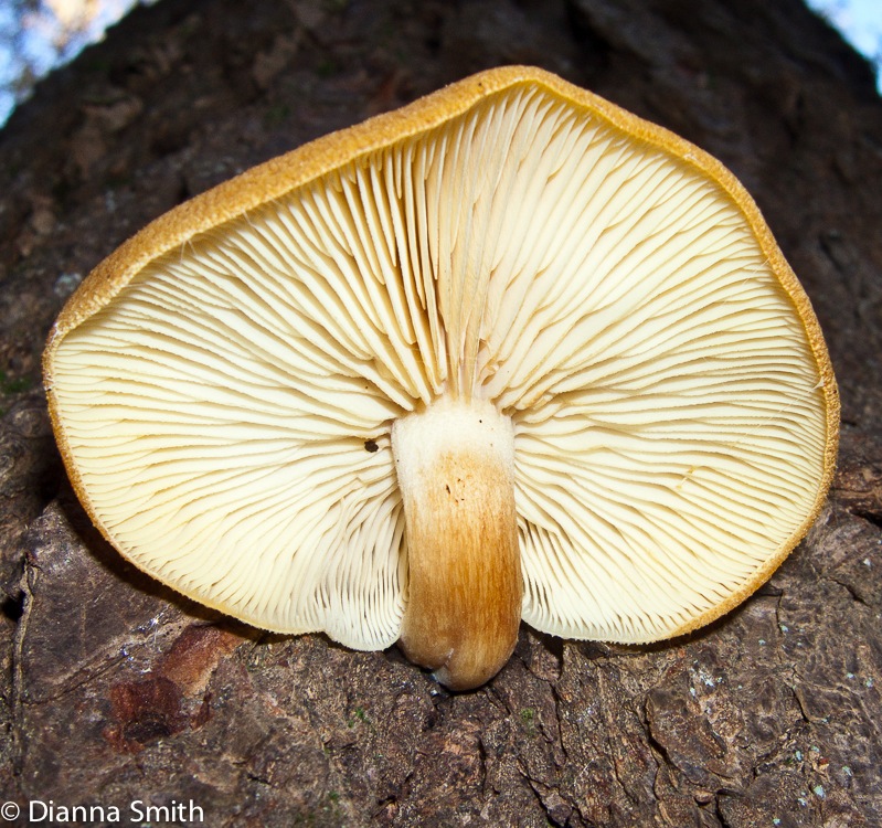 Tricholomopsis decora1146