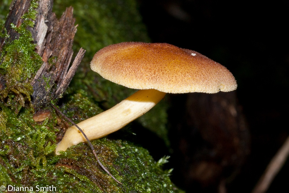 Tricholomopsis rutilans02415