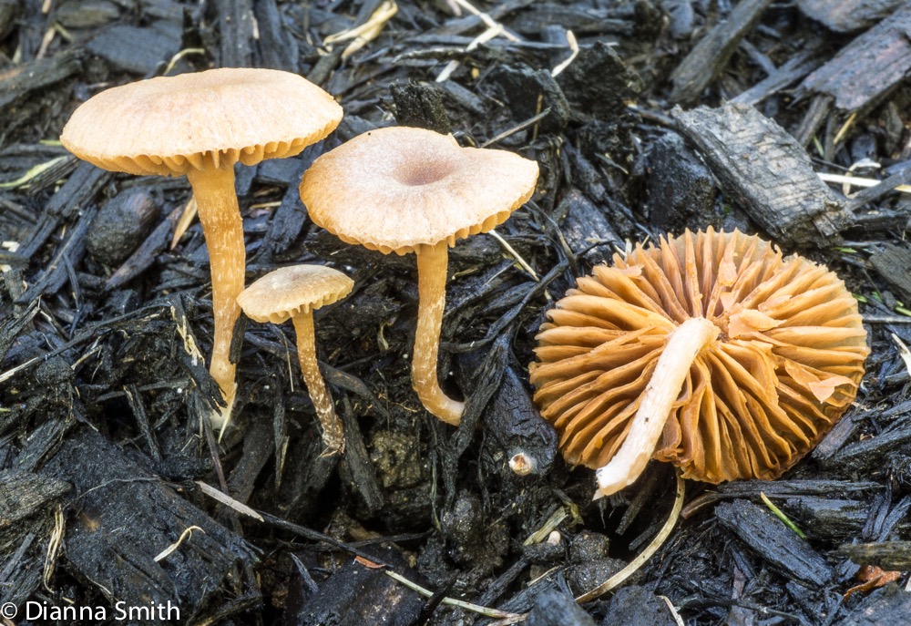 Tubaria furfuracea03819