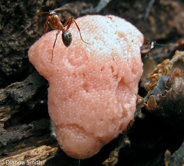 Tubifera ferriginosa4156