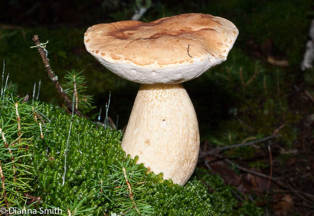 Tylopilus felleus 02192
