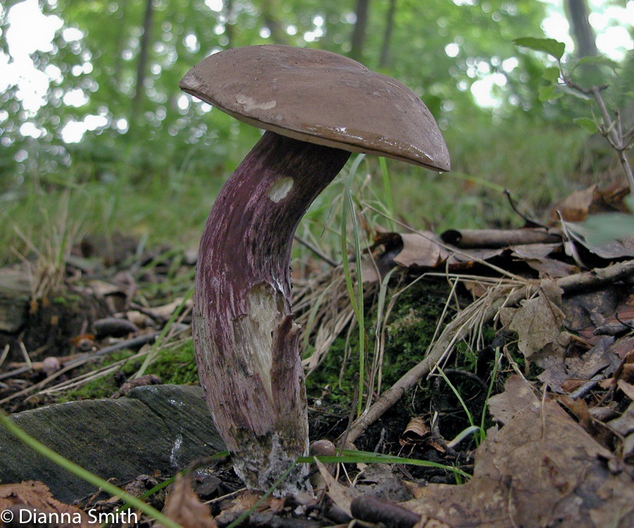 Tylopilus plumbeoviolaceus5910