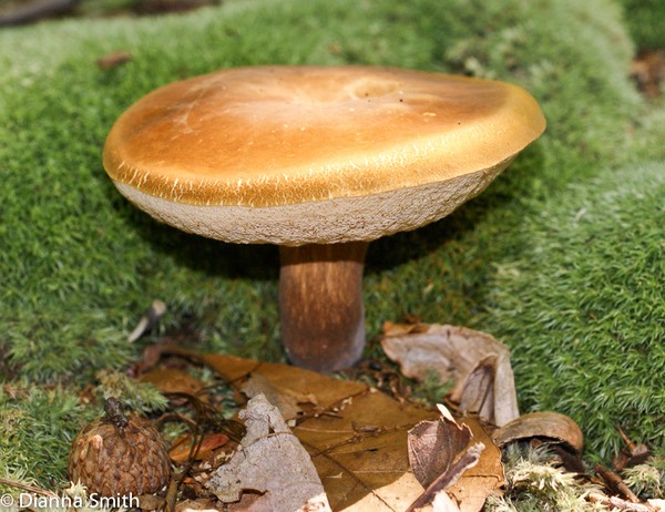 Xanthoconium (Boletus) affinis00633