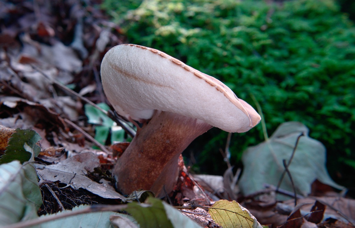 Xanthoconium purpureum8339