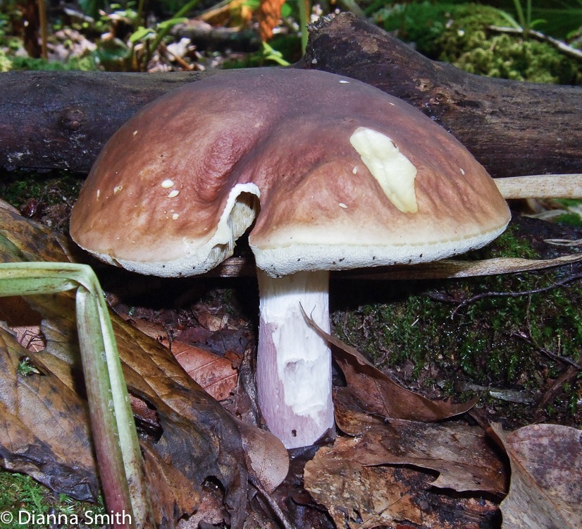 Xanthoconium purpureum9128