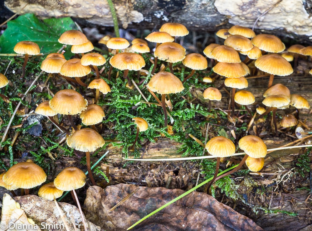 Xeromphalina kaufmanii03768