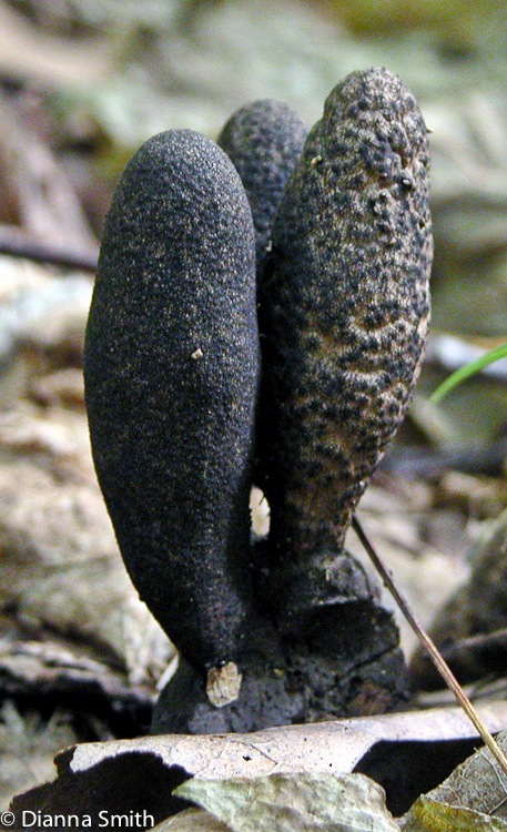 Xylaria polymorpha7540