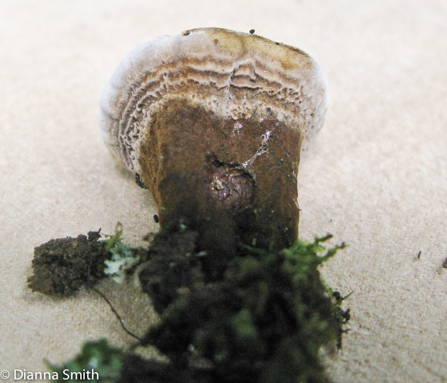 Coltricia montagnei v. greenei1168