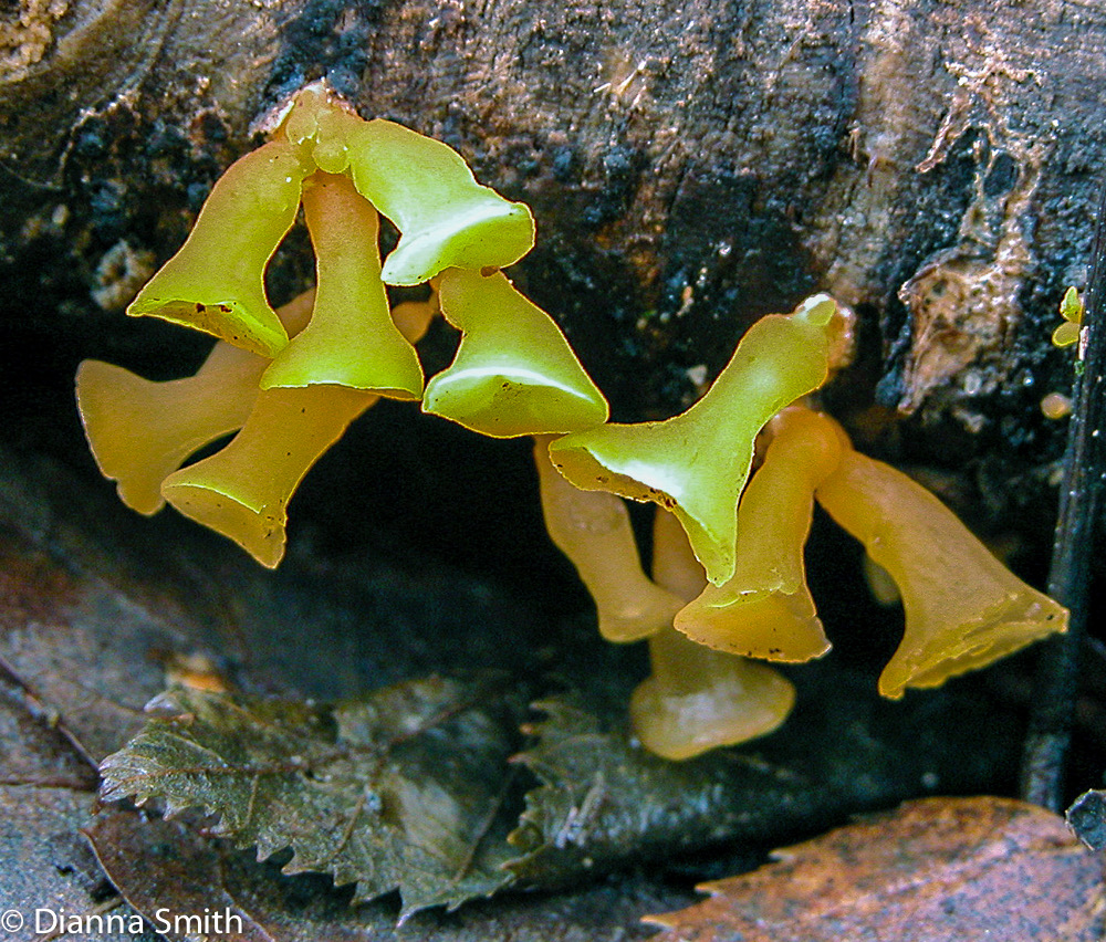 Guepiniopsis alpina9668