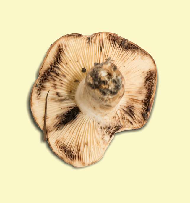 Lactarius luteolus 3296