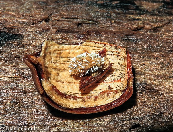 Paecilomyces tenuipes, (Isaria tenuipes) asexual or anamoprphic stage of a Cordyceps fungus that has infected a moth pupa _0189