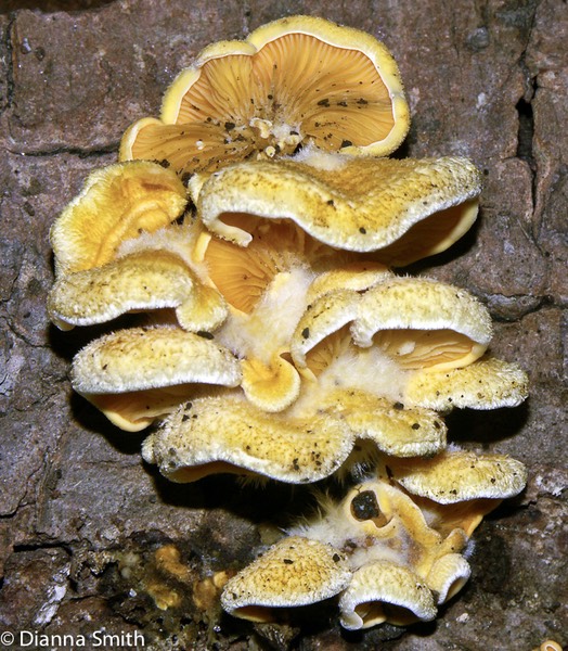 Phyllotopsis nidulans2257