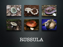 RUSSULA for Flicker.001-001