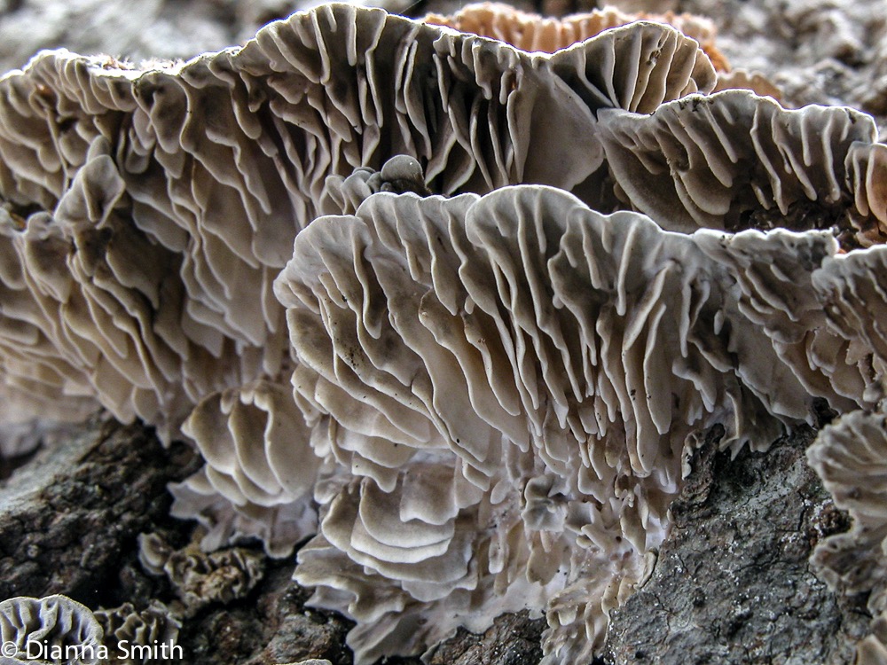 Trametes (Lenzites) betulina2165aa