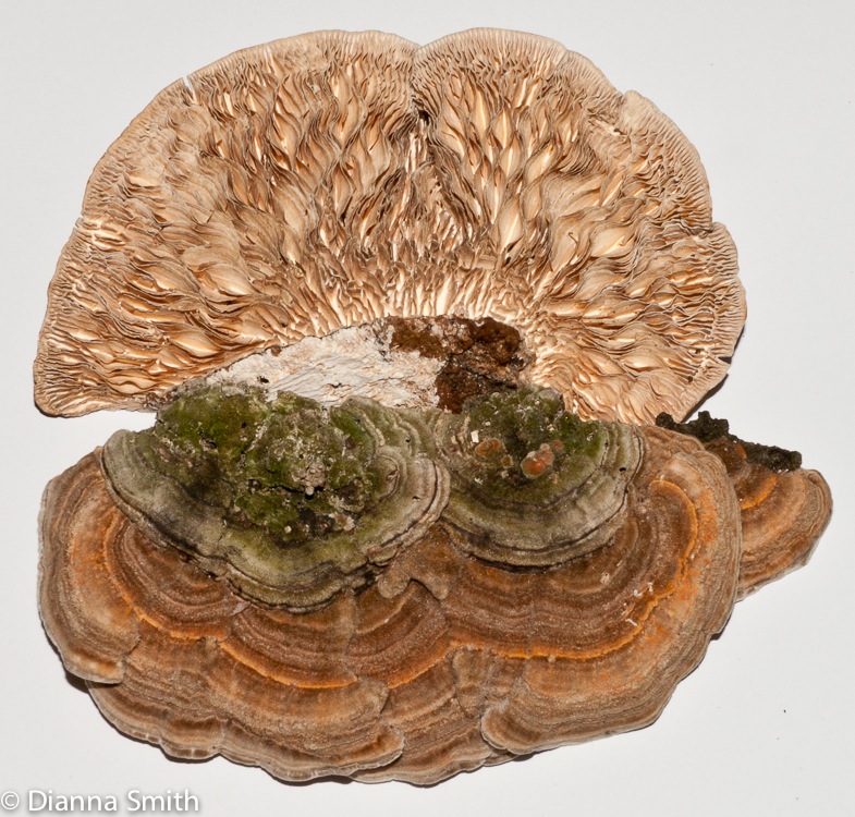 Trametes (Lenzites) betulina