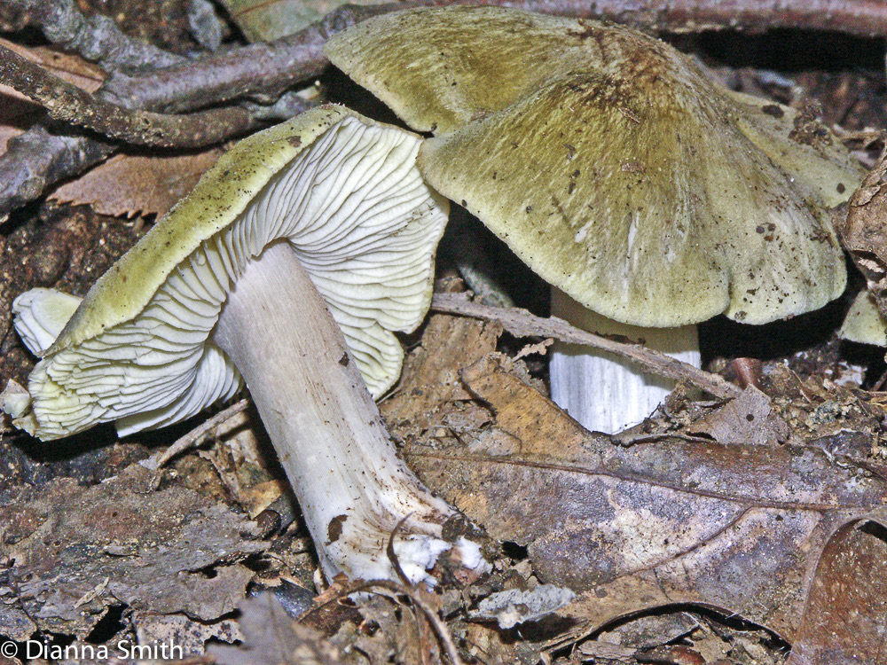 Tricholoma sejunctum4918